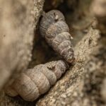 Des volontaires et des scientifiques trouvent au Monténégro deux nouveaux escargots mesurant environ 6 millimètres, avec des coquilles qui se ferment comme une porte, et l'un d'eux vit dans un canyon qu'un barrage pourrait inonder
