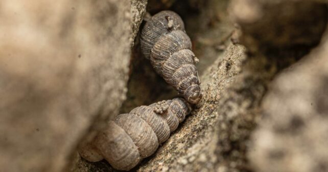 Dos caracoles nuevos de la especie Cochlostoma dobrido en una grieta de caliza de Montenegro