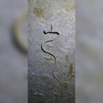 En 1872, le naturaliste Ferdinand Stoliczka a collecté le serpent des sables afro-asiatique à Kutch et 154 ans plus tard, un forestier du Gujarat l'a à nouveau documenté avec une photo dans la même région.