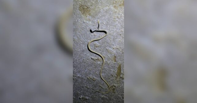 La serpiente de las arenas afroasiática fotografiada de noche en Kutch, Gujarat, con su cuerpo fino y rayado sobre el suelo