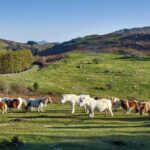 Forêts d'utilité publique de Navarre: la nouvelle carte précise leurs limites