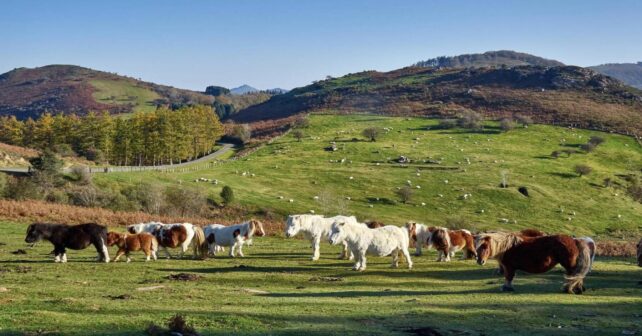 Montes de utilidad pública de Navarra incluidos en el catálogo actualizado