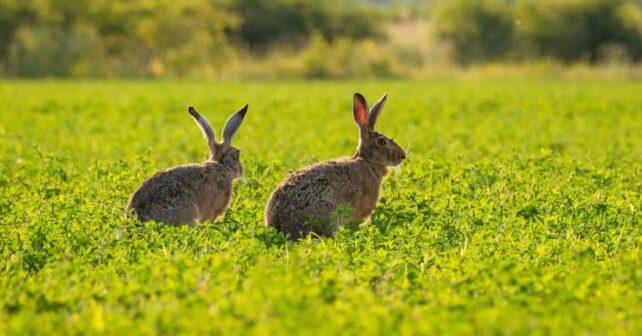 Fósiles de micromamíferos ibéricos utilizados para estudiar el pasado ambiental