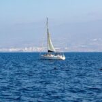 Ils demandent de réduire la vitesse des bateaux pour protéger les cétacés