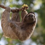 Journée internationale du paresseux : le mammifère le plus lent perd sa forêt