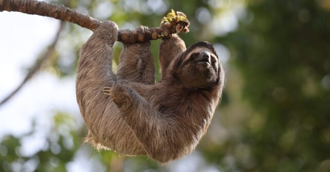 Día Internacional del Perezoso: ejemplar de Bradypus variegatus sobre un árbol del bosque tropical