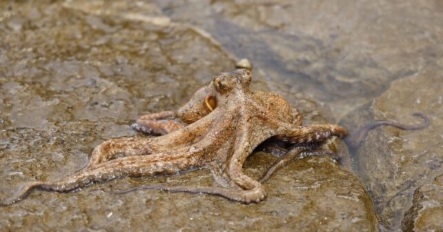 Pulpo en su hábitat marino para ilustrar el Día Internacional del Pulpo 2026