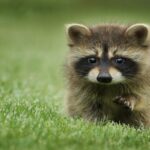 Journée mondiale des animaux 2026 : les protéger passe aussi par prendre soin de leurs habitats