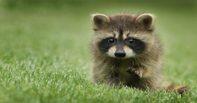 Fauna silvestre en su hábitat durante el Día Mundial de los Animales 2026