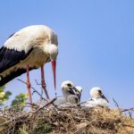 Journée mondiale des oiseaux migrateurs 2026 : les observer contribue à les protéger