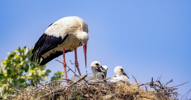 Aves migratorias en un humedal para ilustrar el Día Mundial de las Aves Migratorias 2026