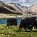 L'ADN révèle un bovidé sibérien éteint lié aux yacks