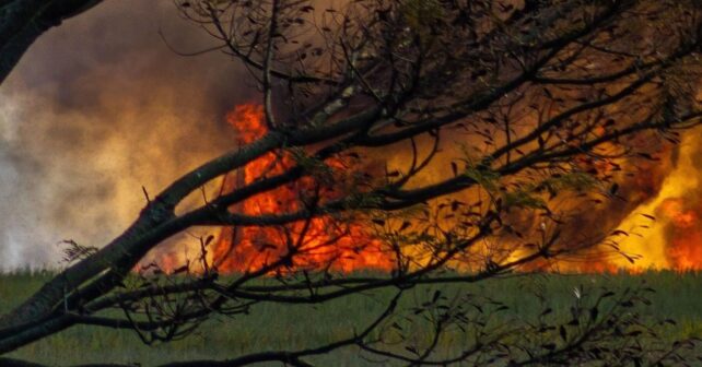 Paisaje forestal quemado por los incendios de 2026 en España