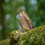 La COP17 sur la biodiversité appelle à davantage de financement en raison du retard dans les objectifs de 2030