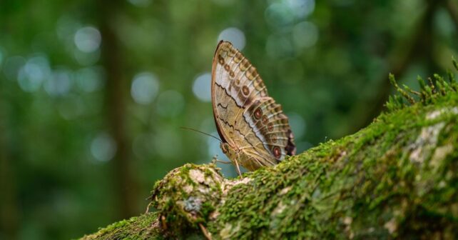 Delegaciones reunidas en la sesión inaugural de la COP17 de biodiversidad en Ereván