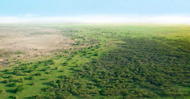 Trabajos de restauración de tierras vinculados a la Gran Muralla Verde en África