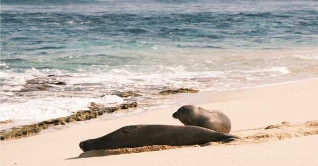 Foca monje, una de las especies en peligro crítico de la Lista Roja Nacional