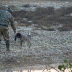Le TSJM suspend la chasse aux oiseaux à Madrid : neuf espèces
