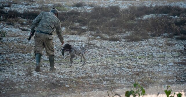 Codorniz común, especie afectada por la suspensión cautelar de la caza de aves en Madrid