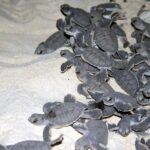 Le parc des îles aux tortues de Sabah refroidit ses pépinières de tortues vertes de 2,1°C grâce à l'ombre et une étude de 113 nids prévient que davantage de chaleur pourrait ne pas suffire.