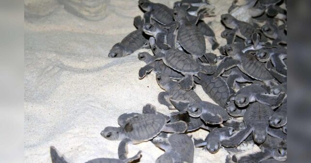 Decenas de crías de tortuga verde se amontonan sobre la arena blanca, en una imagen de Sabah Parks del parque de las islas Tortuga