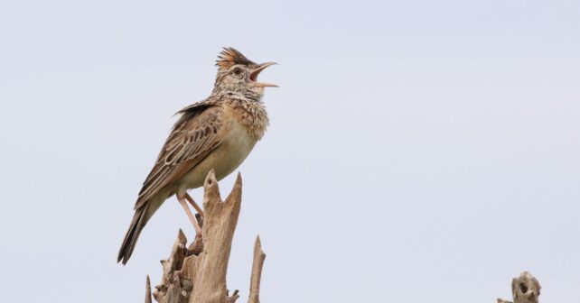 especie beneficiaria de un proyecto financiado por el programa LIFE