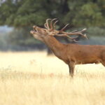 Le rut des cerfs en Andalousie : où entendre le grand bruit de l'automne