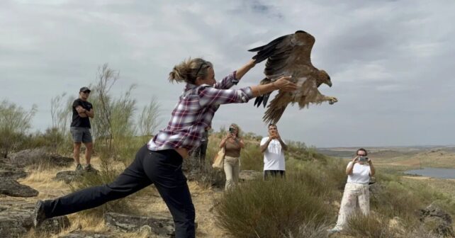 El rescate de rapaces culmina con la liberación del águila imperial Félix en Badajoz