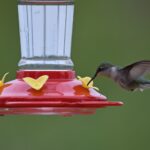 Les colibris se poursuivent aux mangeoires parce qu'ils les défendent comme des fleurs, et le Cornell Lab of Ornithology conseille quatre petites mangeoires séparées au lieu d'une grande mangeoire à huit bouches.