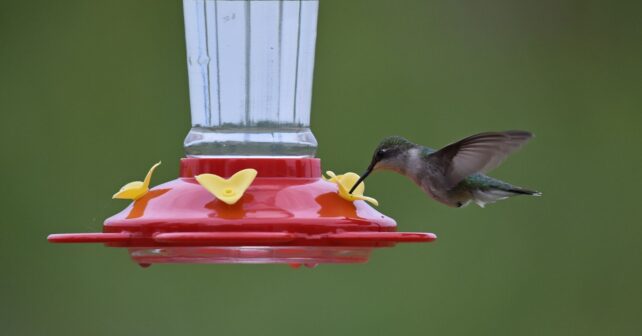 Colibrí de garganta rubí bebiendo de un comedero de agua azucarada