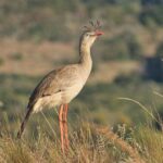 Les oiseaux les plus bruyants du monde : deux espèces surprennent par leur puissance vocale