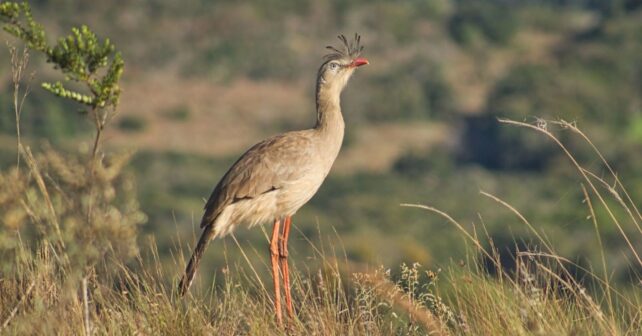 Aves más ruidosas del mundo: pájaro campana Procnias nudicollis
