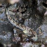 Les poissons terrestres révèlent un indice sur la vie hors de l'eau : les microbes présents sur leur peau