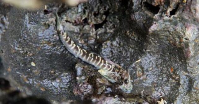 Alticus arnoldorum, una de las especies de peces terrestres estudiadas.