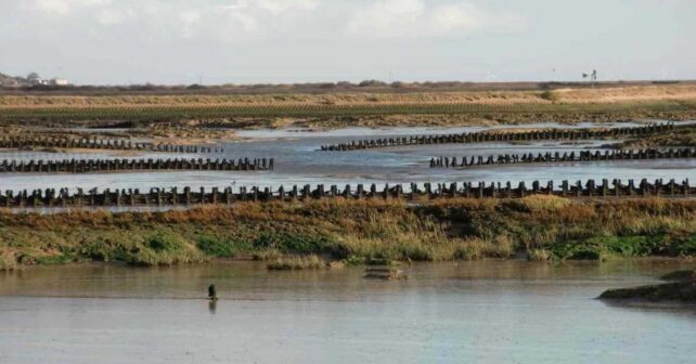Operarios colocan bloques de marismas en el canal de oleaje Delta Flume