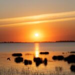 Oeillet Doñana résistant à la sécheresse : la science découvre comment y parvenir