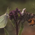 Papillons en Espagne : la surveillance met en garde contre des revers dans le sud de la Méditerranée