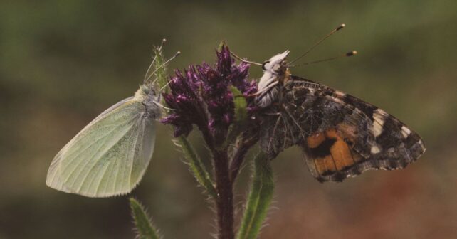 Observación de mariposas en España durante un recorrido de seguimiento científico