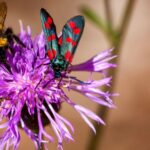 Plantes et pollinisateurs : le climat explique mieux leur dépendance mutuelle que la latitude