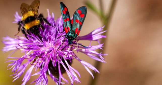 Plantas y polinizadores: una abeja visita una flor para recoger alimento