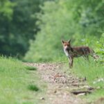 Récupérer les écosystèmes, au-delà des hectares : l'Alliance pour la restauration de la nature appelle à renforcer le plan national