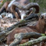 Red Vigía Canarias : formation pour Seprona pour enquêter sur la mortalité de la faune