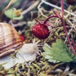 Renaturalisation de Doñana : 66 candidatures pour 28,5 millions présélectionnées pour récupérer 407 hectares