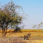 Tuerie d'éléphants au Botswana : 23 morts signalées pour célébrer l'indépendance