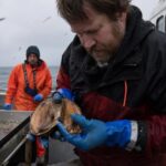 Ce coquillage pêché au large de lʼIslande avait 507 ans et les scientifiques lʼont tué en lʼouvrant