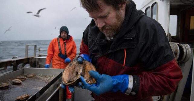 Ce coquillage pêché au large de lʼIslande avait 507 ans et les scientifiques lʼont tué en lʼouvrant