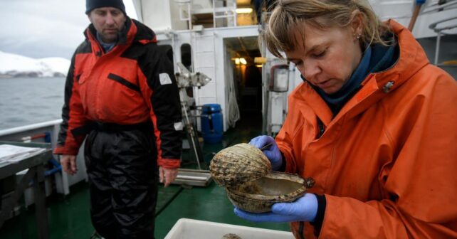 Ce coquillage pêché au large de lʼIslande avait 507 ans et les scientifiques lʼont tué en lʼouvrant