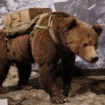 Cet ours brun a été enrôlé comme soldat dans lʼarmée polonaise et portait des caisses dʼobus pendant la Seconde Guerre mondiale