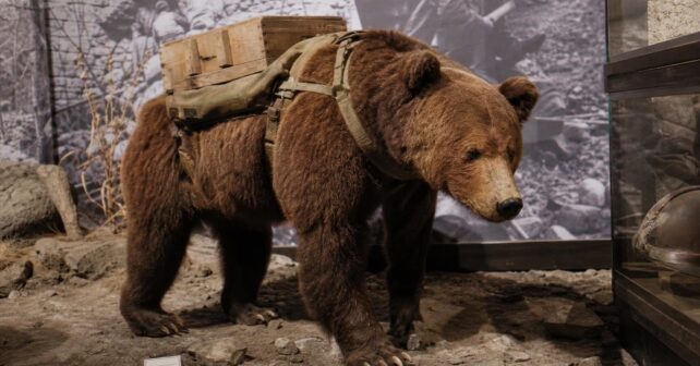 Cet ours brun a été enrôlé comme soldat dans lʼarmée polonaise et portait des caisses dʼobus pendant la Seconde Guerre mondiale