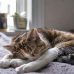 Combien de temps un chat dort-il réellement par jour ?